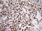 USP44 Antibody in Immunohistochemistry (Paraffin) (IHC (P))