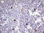 USP48 Antibody in Immunohistochemistry (Paraffin) (IHC (P))