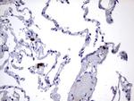 USP48 Antibody in Immunohistochemistry (Paraffin) (IHC (P))