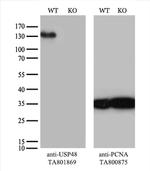 USP48 Antibody