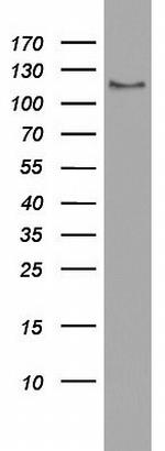 USP48 Antibody in Western Blot (WB)