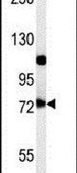 USP49 Antibody in Western Blot (WB)