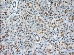 USP5 Antibody in Immunohistochemistry (Paraffin) (IHC (P))