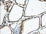 USP5 Antibody in Immunohistochemistry (Paraffin) (IHC (P))