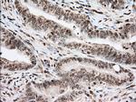USP5 Antibody in Immunohistochemistry (Paraffin) (IHC (P))