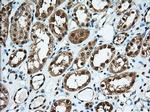 USP5 Antibody in Immunohistochemistry (Paraffin) (IHC (P))