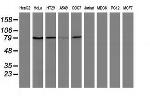 USP5 Antibody in Western Blot (WB)