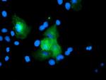 USP54 Antibody in Immunocytochemistry (ICC/IF)