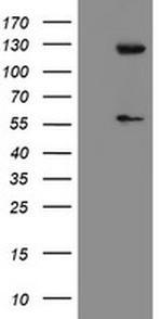 USP54 Antibody in Western Blot (WB)