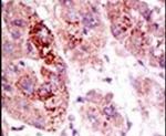 USP7 Antibody in Immunohistochemistry (IHC)