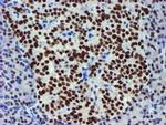 USP7 Antibody in Immunohistochemistry (Paraffin) (IHC (P))