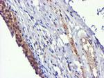 USP7 Antibody in Immunohistochemistry (Paraffin) (IHC (P))