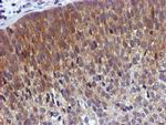 USP7 Antibody in Immunohistochemistry (Paraffin) (IHC (P))