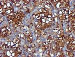 USP7 Antibody in Immunohistochemistry (Paraffin) (IHC (P))