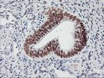 USP7 Antibody in Immunohistochemistry (Paraffin) (IHC (P))
