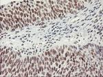 USP7 Antibody in Immunohistochemistry (Paraffin) (IHC (P))