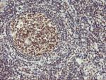 USP7 Antibody in Immunohistochemistry (Paraffin) (IHC (P))