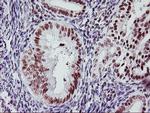 USP7 Antibody in Immunohistochemistry (Paraffin) (IHC (P))