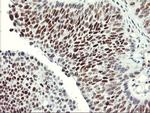 USP7 Antibody in Immunohistochemistry (Paraffin) (IHC (P))