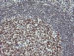 USP7 Antibody in Immunohistochemistry (Paraffin) (IHC (P))