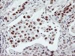 USP7 Antibody in Immunohistochemistry (Paraffin) (IHC (P))