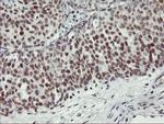 USP7 Antibody in Immunohistochemistry (Paraffin) (IHC (P))