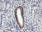 USP7 Antibody in Immunohistochemistry (Paraffin) (IHC (P))