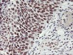 USP7 Antibody in Immunohistochemistry (Paraffin) (IHC (P))