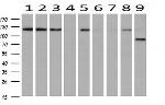 USP7 Antibody in Western Blot (WB)