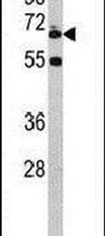 Ubiquilin 1 Antibody in Western Blot (WB)