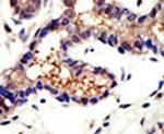 Ubiquilin 3 Antibody in Immunohistochemistry (IHC)