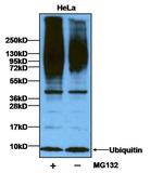 Ubiquitin Polyclonal Antibody