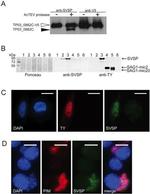 V5 Tag Antibody in Western Blot, Immunocytochemistry (WB, ICC/IF)