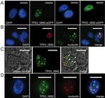 V5 Tag Antibody in Immunocytochemistry (ICC/IF)
