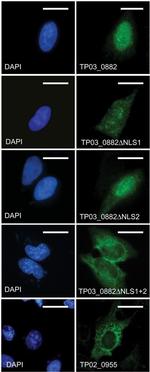 V5 Tag Antibody in Immunocytochemistry (ICC/IF)
