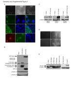 V5 Tag Antibody in Western Blot, Immunocytochemistry (WB, ICC/IF)