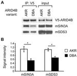 V5 Tag Antibody in Western Blot, Immunoprecipitation (WB, IP)