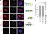 V5 Tag Antibody in Immunocytochemistry (ICC/IF)