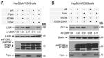 V5 Tag Antibody in Western Blot (WB)