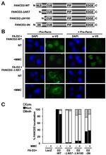 V5 Tag Antibody in Immunocytochemistry (ICC/IF)