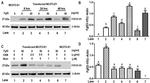 V5 Tag Antibody in Western Blot (WB)