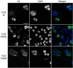 V5 Tag Antibody in Immunocytochemistry (ICC/IF)
