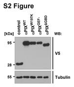 V5 Tag Antibody in Western Blot (WB)