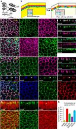 V5 Tag Antibody in Immunocytochemistry (ICC/IF)