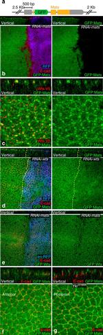 V5 Tag Antibody in Immunocytochemistry (ICC/IF)