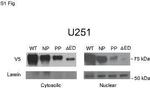 V5 Tag Antibody in Western Blot (WB)
