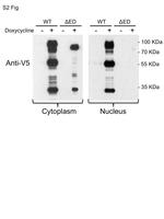 V5 Tag Antibody in Western Blot (WB)