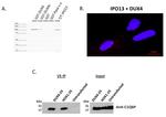V5 Tag Antibody in Immunoprecipitation (IP)