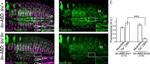 V5 Tag Antibody in Immunohistochemistry (IHC)