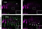 V5 Tag Antibody in Immunohistochemistry (IHC)